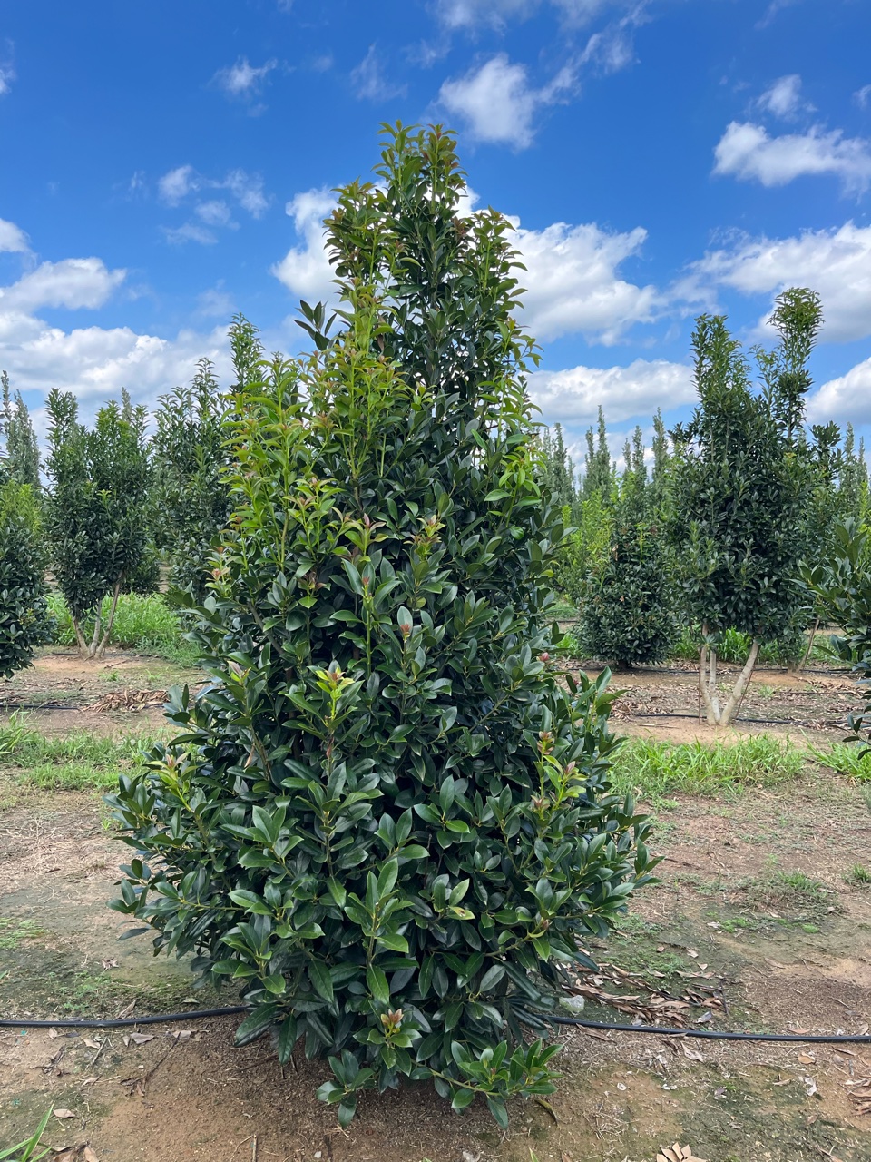 screen-play-holly-bold-spring