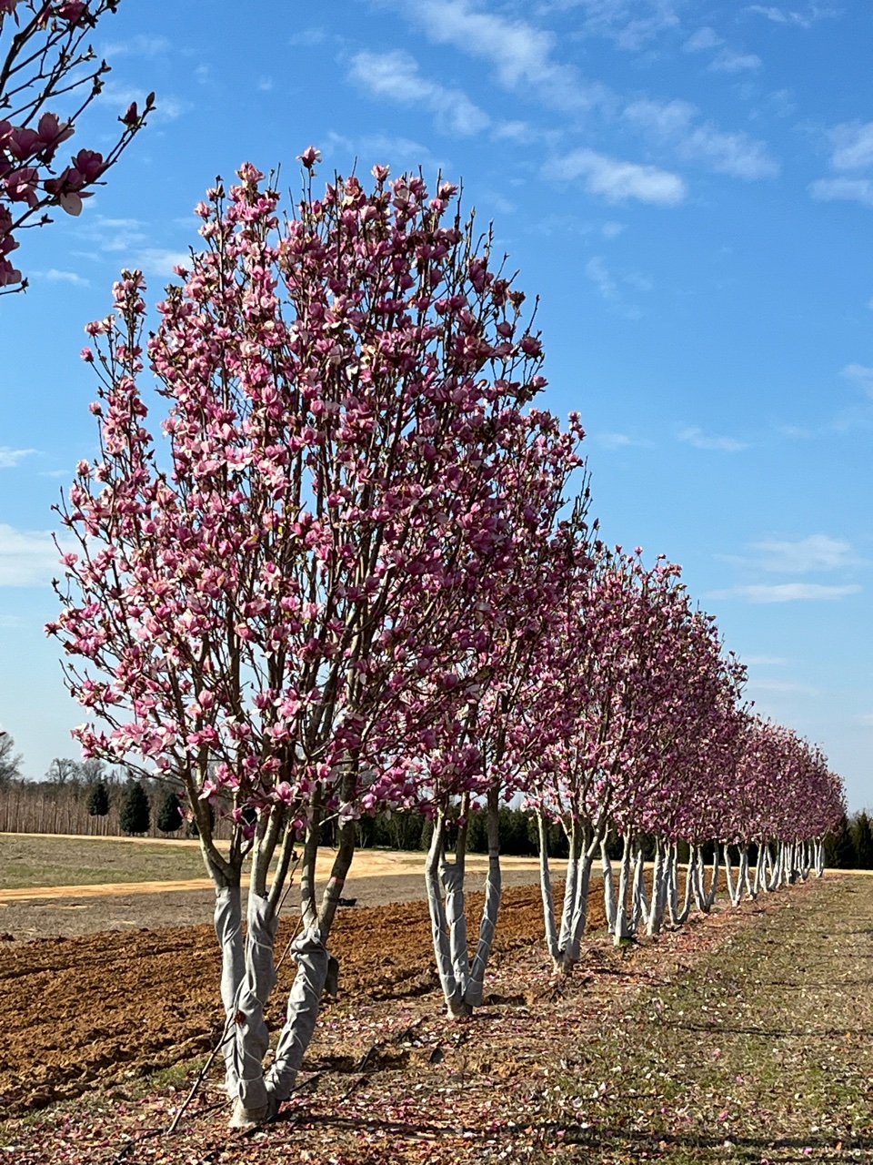 Dark Alexandrina Saucer Magnolia Bold Spring